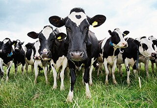 Photo of cows